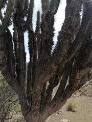 Tillandsia virescens