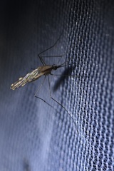 Anopheles franciscanus