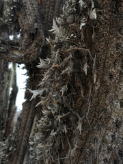 Tillandsia virescens