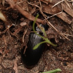 Odontotaenius disjunctus