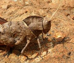 Lobosceliana