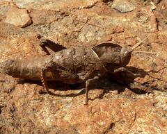 Lobosceliana