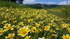 Layia chrysanthemoides