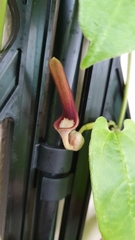 Aristolochia acuminata