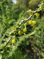Ribes quercetorum