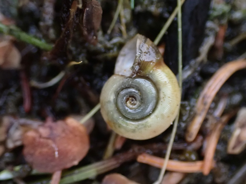 Bellmouth Ramshorn