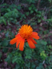 Adenophyllum appendiculatum