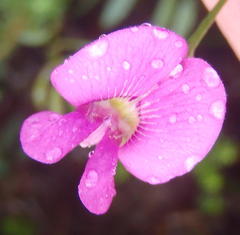 Tephrosia capensis capensis