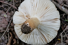 Russula ballouii