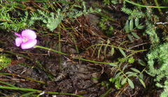 Tephrosia capensis capensis