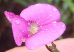 Tephrosia capensis capensis