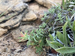 Castilleja scabrida