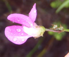 Tephrosia capensis capensis