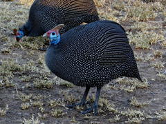 Numida meleagris mitratus
