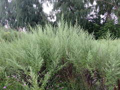Artemisia vulgaris