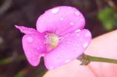 Tephrosia capensis capensis