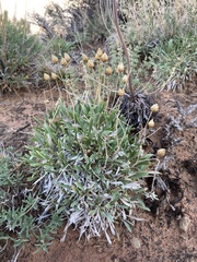 Stenotus armerioides