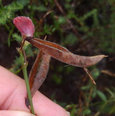 Tephrosia capensis capensis