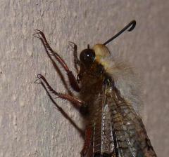 Lachlathetes moestus