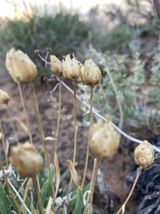 Stenotus armerioides