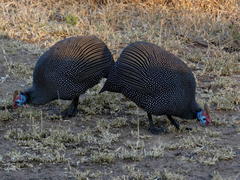 Numida meleagris mitratus