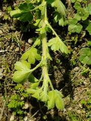 Ribes quercetorum