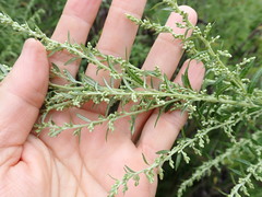 Artemisia vulgaris