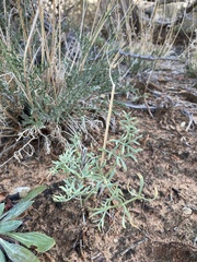 Lomatium parryi