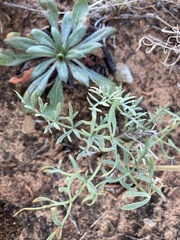 Lomatium parryi