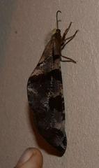 Lachlathetes moestus