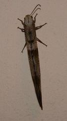 Lachlathetes moestus