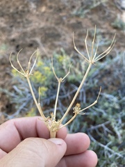 Lomatium parryi