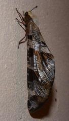 Lachlathetes moestus