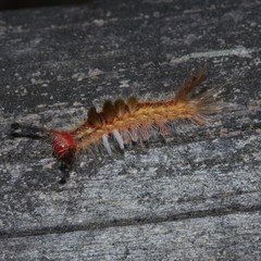 Orgyia australis