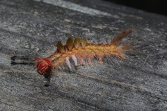 Orgyia australis