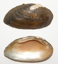 Alabama Spike