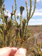 Leucadendron thymifolium