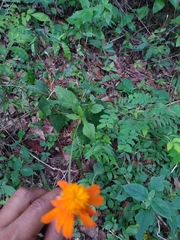 Adenophyllum appendiculatum