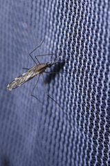 Anopheles franciscanus