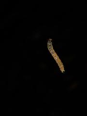 Glyphodes bivitralis