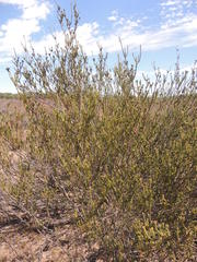 Leucadendron thymifolium