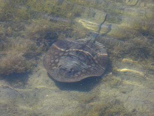 round stingray