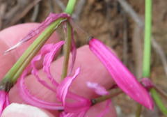 Nerine humilis