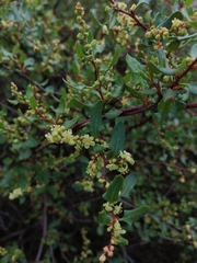 Muehlenbeckia hastulata