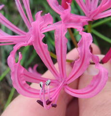 Nerine humilis