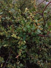 Muehlenbeckia hastulata