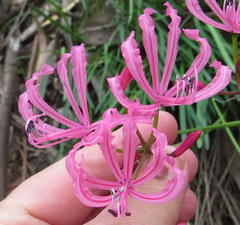 Nerine humilis