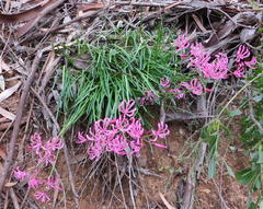 Nerine humilis