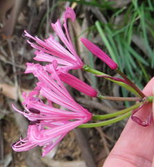 Nerine humilis