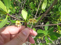 Rhizophora mangle image